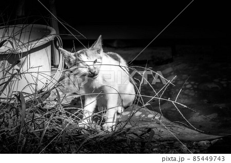 子猫たちと過ごした癒しの時間 85449743