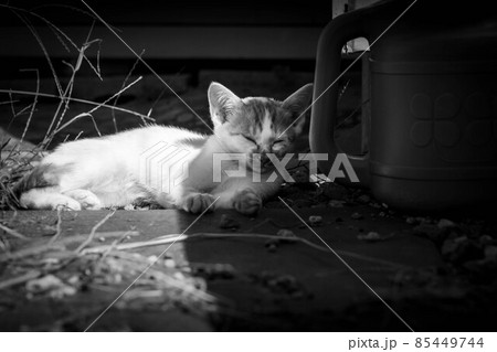 子猫たちと過ごした癒しの時間 85449744