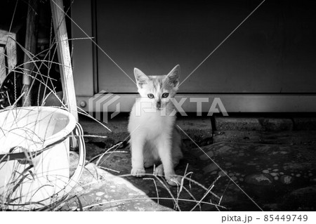 子猫たちと過ごした癒しの時間 子猫たちと過ごした癒しの時間 85449749