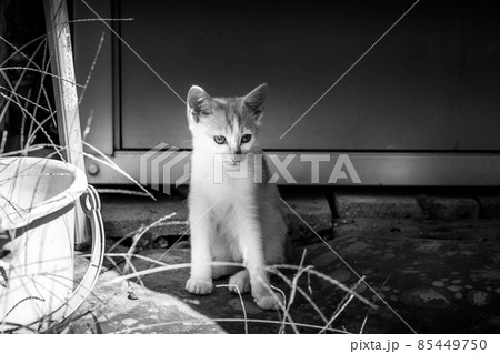 子猫たちと過ごした癒しの時間 子猫たちと過ごした癒しの時間 85449750