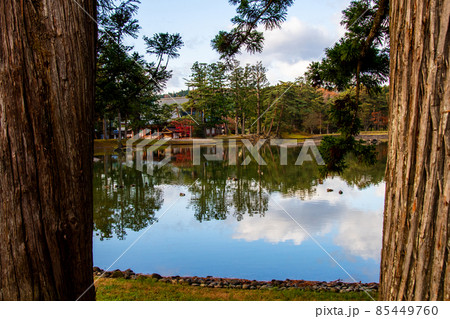 岩手県 平泉 世界遺産 毛越寺 杉木立の間から大泉が池の水面に映る青空 岩手県 平泉 世界遺産 毛越寺 杉木立の間から大泉が池の水面に映る青空 85449760