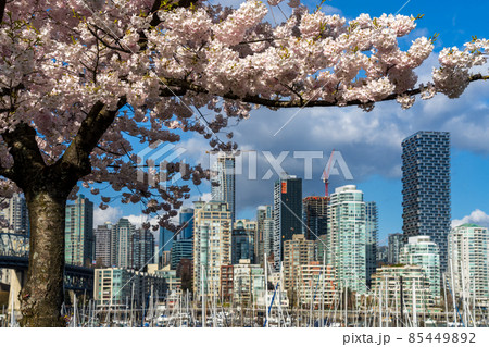 Vancouver City downtown skyscrapers skyline. Cherry trees flowers full bloom in springtime. British Columbia, Canada. 85449892