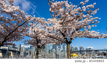 Vancouver City downtown skyscrapers skyline and Burrard Street Bridge, Granville Bridge. Cherry blossom in springtime. British Columbia, Canada. Vancouver City downtown skyscrapers skyline and Burrard Street Bridge, Granville Bridge. Cherry blossom in springtime. British Columbia, Canada. 85449893