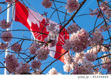 Close up National Flag of Canada and cherry blossoms in full bloom. Concept of canadian urban city life in spring time. Close up National Flag of Canada and cherry blossoms in full bloom. Concept of canadian urban city life in spring time. 85449899