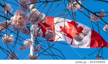 Close up National Flag of Canada and cherry blossoms in full bloom. Concept of canadian urban city life in spring time. 85449900