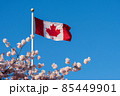 Close up National Flag of Canada and cherry blossoms in full bloom. Concept of canadian urban city life in spring time. 85449901