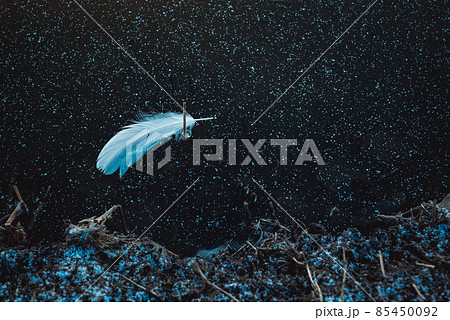 凍結した池に舞い落ちた一枚のハクチョウの羽根【御宝田遊水池】 85450092