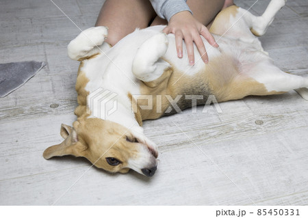 the owner strokes the beagle dog, the dog lies on his back and rejoices. the owner strokes the beagle dog, the dog lies on his back and rejoices. 85450331
