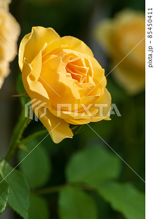 黄色の薔薇 85450411