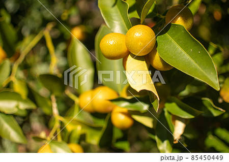 キンカン。実を実らせた金柑の木。金色に輝く実。 85450449