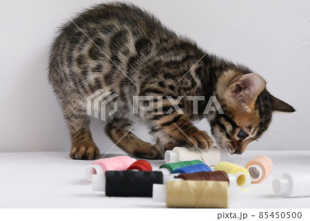 A beautiful Bengal cat sniffs colored threads. Concept. Choosing something. 85450500