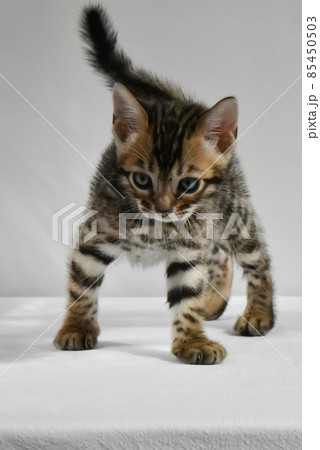 bengal kitten preparing to jump to play. a small, mischievous striped baby 85450503