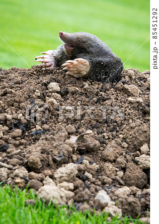 Mole on the top of the mole hill 85451292