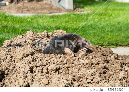 lawn destoryed by the mole 85451304