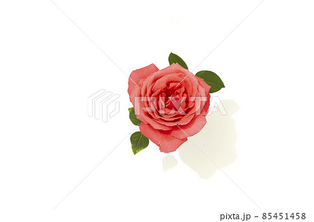 薔薇 薔薇 85451458