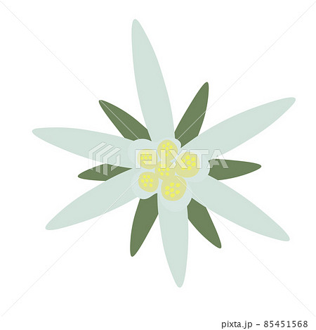 Edelweiss flowers and leaves. Vector stock illustration. Leontopodium. Cosmetic and medical plant. Isolated on a white background. Edelweiss flowers and leaves. Vector stock illustration. Leontopodium. Cosmetic and medical plant. Isolated on a white background. 85451568
