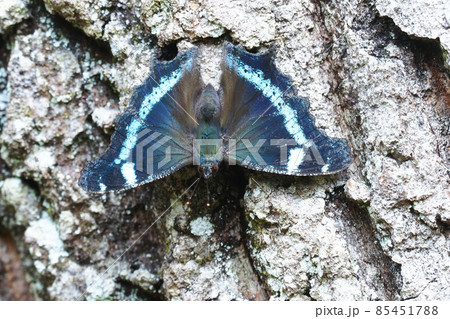 ルリタテハ 85451788