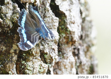 ルリタテハ 85451870