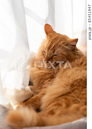 眠る猫 茶トラ猫 眠る猫 茶トラ猫 85451947