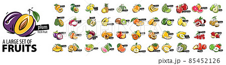 Vector set of painted all fruits on a white background 85452126