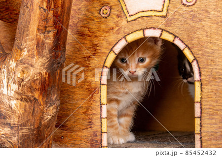 Little funny ginger kitten looks out from behind the door of his house 85452432