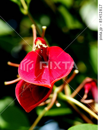 やわらかい秋の陽射しを浴びたアメリカデイゴの赤い花 やわらかい秋の陽射しを浴びたアメリカデイゴの赤い花 85452817