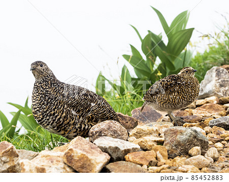 ライチョウ親子 ライチョウ親子 85452883