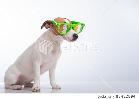 Portrait of a dog jack russell terrier in funny glasses on a white background. Saint patricks day holiday concept Portrait of a dog jack russell terrier in funny glasses on a white background. Saint patricks day holiday concept 85452994