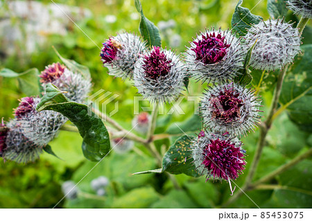 Woolly Burdock - Arctium Tomentosum - close-up view, Haute Savoie, France Woolly Burdock - Arctium Tomentosum - close-up view, Haute Savoie, France 85453075