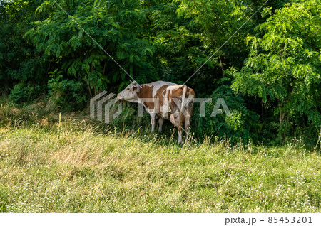 Photography on theme beautiful big milk cow 85453201