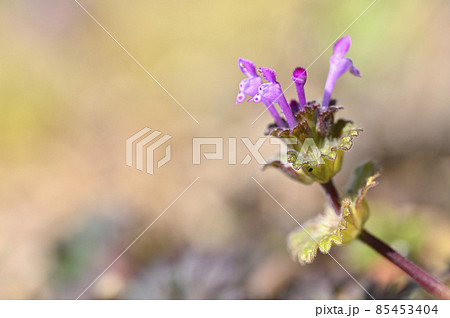 ホトケノザ 85453404