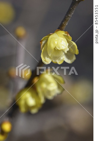 ロウバイ（蝋梅） 85453551