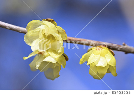 ロウバイ（蝋梅） 85453552