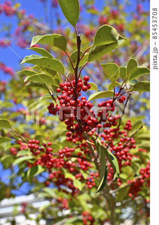 赤い実（クロガネモチ） 85453708