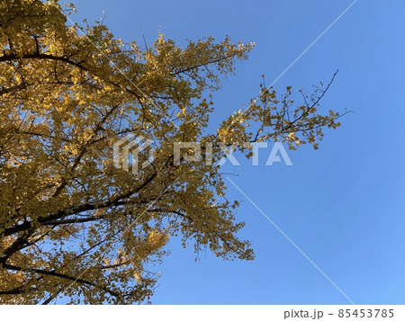 いちょうの紅葉 いちょうの紅葉 85453785