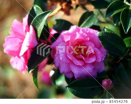 朝日の中のピンクのサザンカ 朝露のついた二輪の山茶花の花 の写真素材