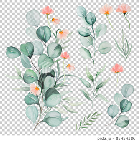 Watercolor pink flowers and green eucalyptus leaves bouquet illustration 85454386