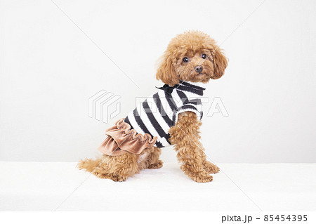 ボーダーの服を着たトイプードル ボーダーの服を着たトイプードル 85454395