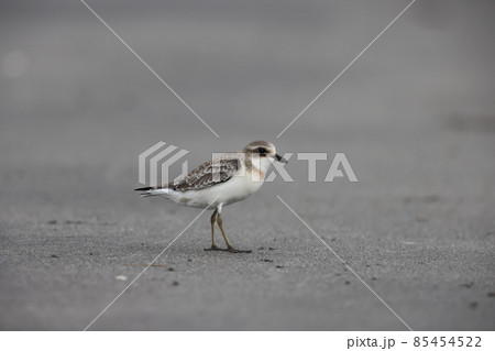 干潟を歩くメダイチドリ 85454522