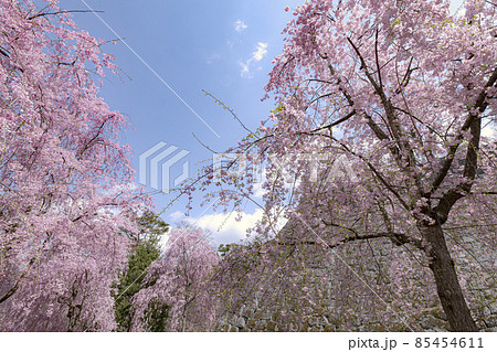 盛岡城址公園の桜 85454611