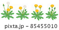 タンポポのリアルなイラスト 85455010