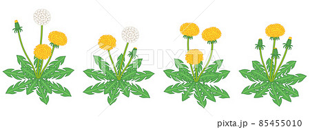 タンポポのリアルなイラスト 85455010
