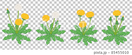 タンポポのリアルなイラスト 85455010