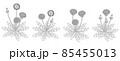タンポポのおしゃれなモノクロイラスト 85455013