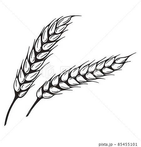 Sketch spikelet isolated vector illustration 85455101