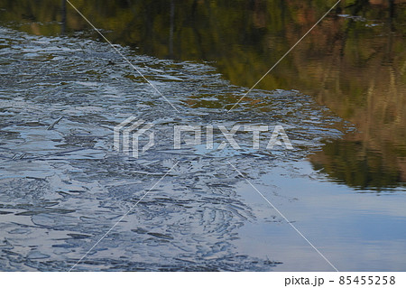 氷点下の朝　池に現れた氷の芸術氷結 85455258