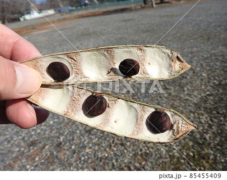 藤の実のさやを割った状態(手に持った大きさの分かる写真) 藤の実のさやを割った状態(手に持った大きさの分かる写真) 85455409