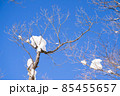 冬晴れの青空と木の枝 85455657
