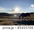 夕日の草原と一匹の馬 85455709