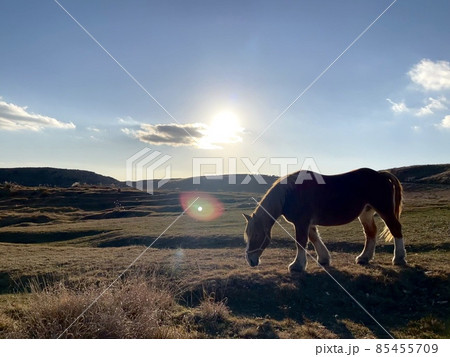 夕日の草原と一匹の馬 夕日の草原と一匹の馬 85455709